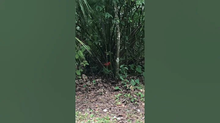 A Visit From a Cardinal Messenger