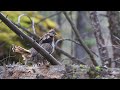 Ruffed grouse display in Yellowstone