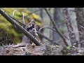 Ruffed grouse display in Yellowstone