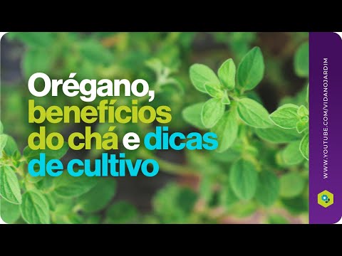 Vídeo: 9 maneiras de secar ervas