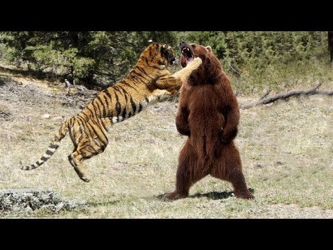 Video: Razlika Med Grizlijem In črnim Medvedom