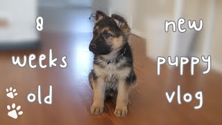 First Week With an 8 Week Old German Shepherd Puppy   ~ Vlog ~ Meet My New Puppy