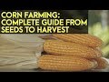 Corn Farming in the Philippines : Complete Guide from Seeds to Harvest