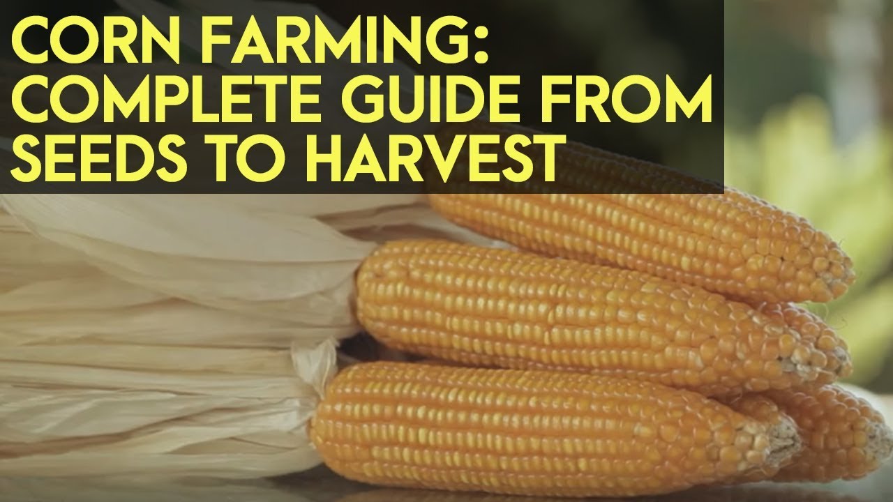 ⁣Corn Farming in the Philippines : Complete Guide from Seeds to Harvest