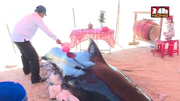 CÁ VOI “KHỦNG” LIÊN TIẾP DẠT BỜ BIỂN QUẢNG NGÃI