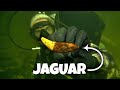I found a rare jaguar tooth fossil underwater in a crystal clear florida river 