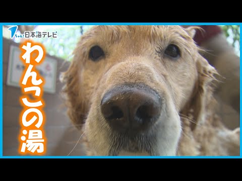 【大人気】1か月先の予約が埋まってしまう　わんちゃん専用の温泉施設