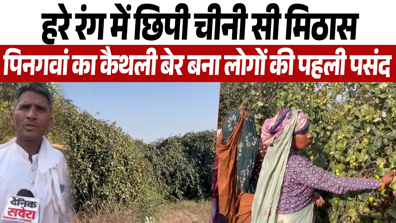 हरे रंग में छिपी चीनी सी मिठास, पिनगवां का कैथली बेर बना लोगों की पहली पसंद