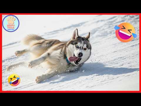 Dogs Doing HILARIOUS
