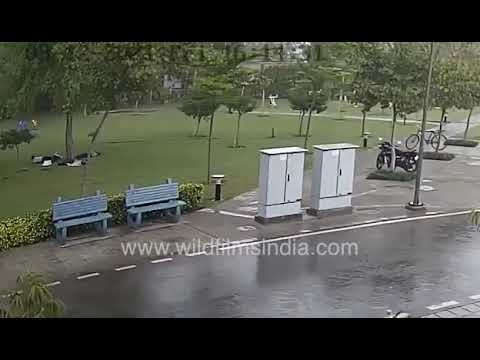 Lightning strikes four men standing under tree in a Gurgaon park, all fall to the ground