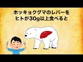ホッキョクグマに関する意外と知らない雑学