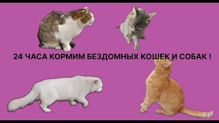 24 ЧАСА КОРМИМ БЕЗДОМНЫХ КОШЕК И СОБАК !