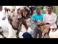 তোতা পাড়ি হরিয়ানা ছাগল পালন পদ্ধতি || Method of keeping the goats roasting the goats ||