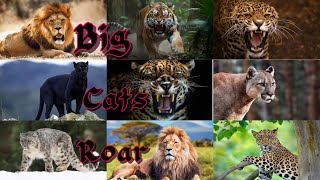 All big cat sounds || सभी बड़ी बिल्ली की आवाजें ||All wild cat sounds || सभी जंगली बिल्ली की आवाजें