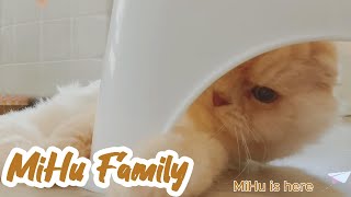[Cats Diary] MiHu in the house ｜Daily Records by Mihu family Take a break 100 views 11 days ago 12 minutes, 24 seconds