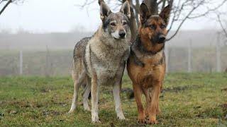 Волки Показали Свою Искренность и Дружбу Приняв к Себе Брошенную Хозяином Собаку