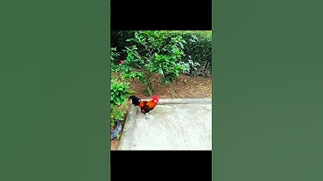 chú gà rừng xung quá anh em ơi # Tiếng gà rừng#tiếng gà rừng rặc#tiếng gà rừng rặc gáy