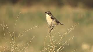 Stoliczkas Bushchats