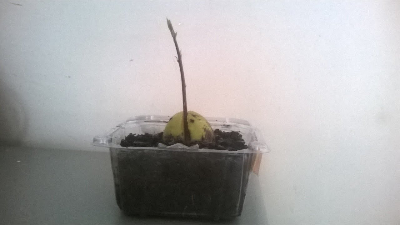 Avocado bonsai tree from seed - 3 months after