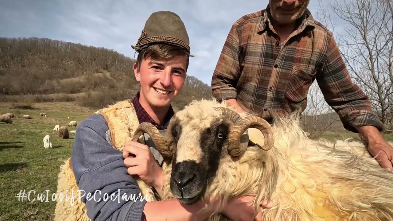 🎙 ”Fără oi, eu nu pot să trăiesc...!”: Tânărul cioban IONUȚ LAZĂR din satul DELENI, județul MUREȘ 🆕