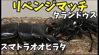 【昆虫バトル】タランドゥスオオツヤクワガタvsスマトラオオヒラタクワガタ【リアルムシキンググランプリ】