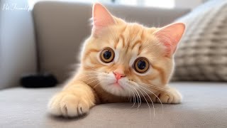 Calming Music for Cats that Gives Comfort, Anxiety Relief - Relaxing Sleep Music with Purring Sounds