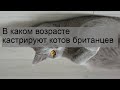 В каком возрасте кастрируют котов британцев