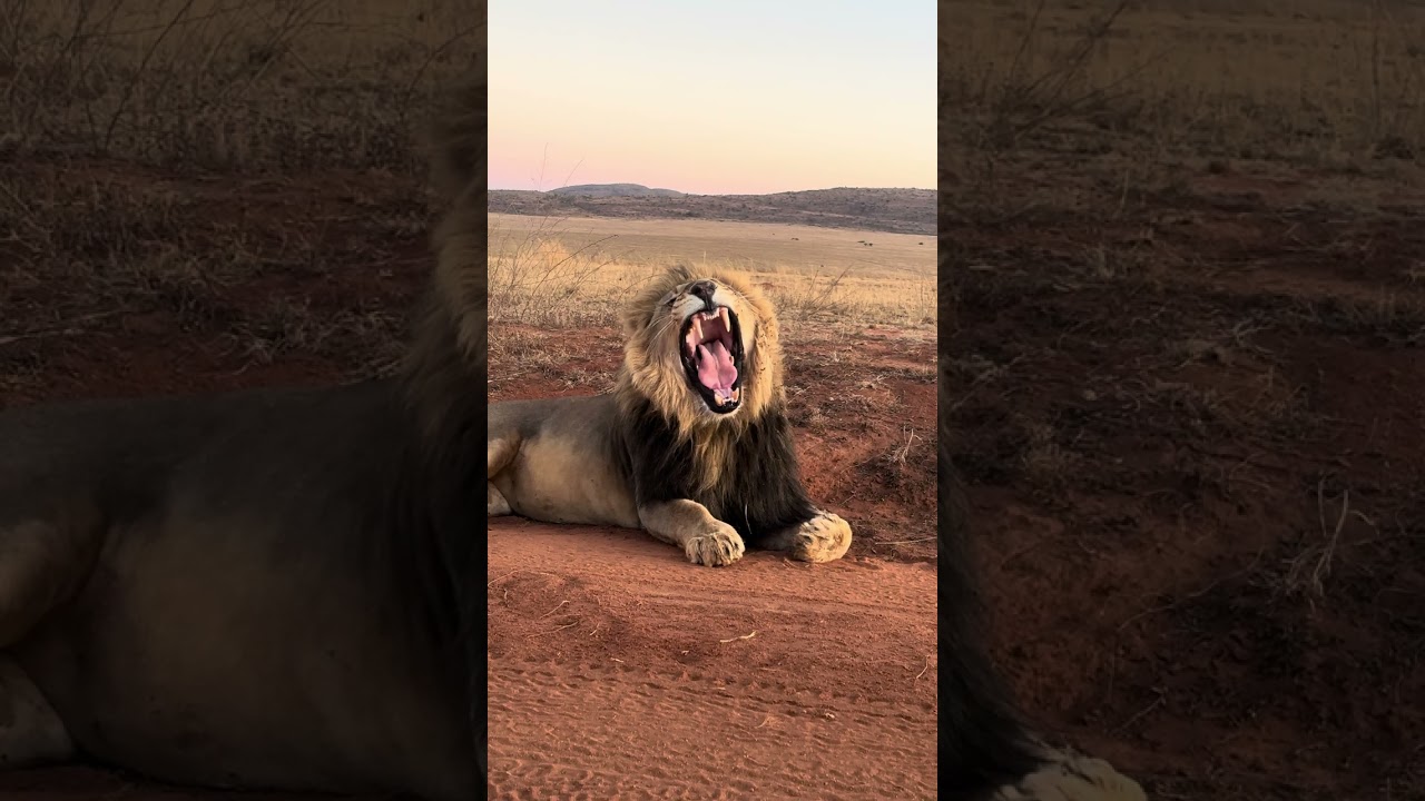 The king in all his glory 