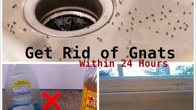 I'm a cook – my two-ingredient hack will stop gnats coming out of
