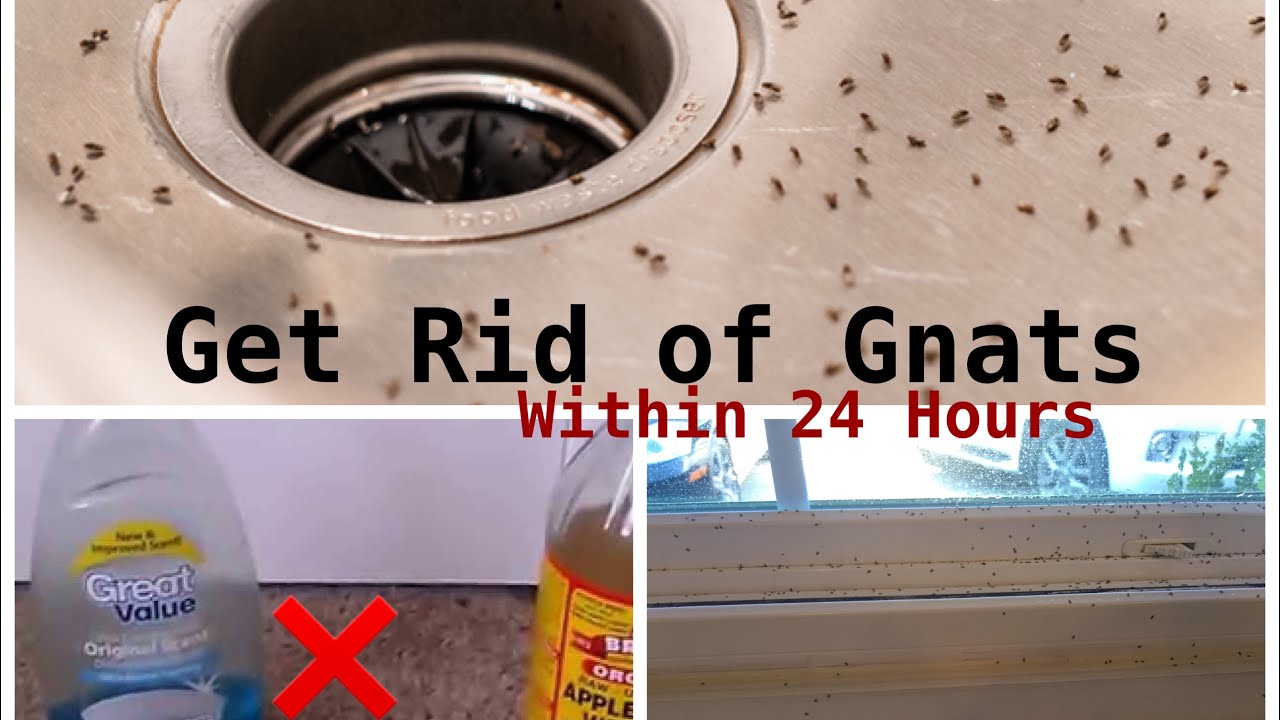 How To Get Rid of Gnats Inside The House 
