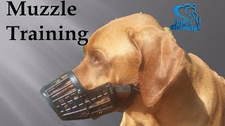 Muzzle Training: My Dog Keeps Taking it Off! by Zurison 12,633 views 6 years ago 10 minutes, 29 seconds