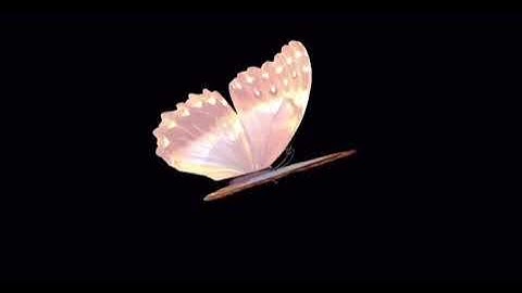 Con bướm đang bay đã tách nền - Hiệu ứng video cực chất