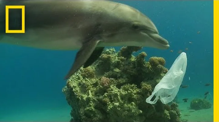 How We Can Keep Plastics Out of Our Ocean | National Geographic - DayDayNews