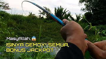 Mancing ikan betok/papuyu dirawa air hitam yang mulai tertutup daerah kalimantan‼️