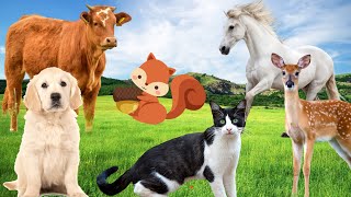 Habitat of animals: cows, horses, dogs, cats, squirrels, ...