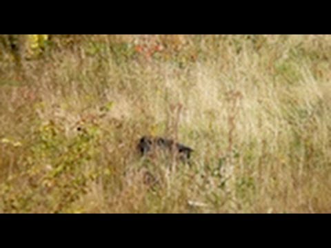 Video: A Big Black Cat Is Walking Around Italy - Alternative View