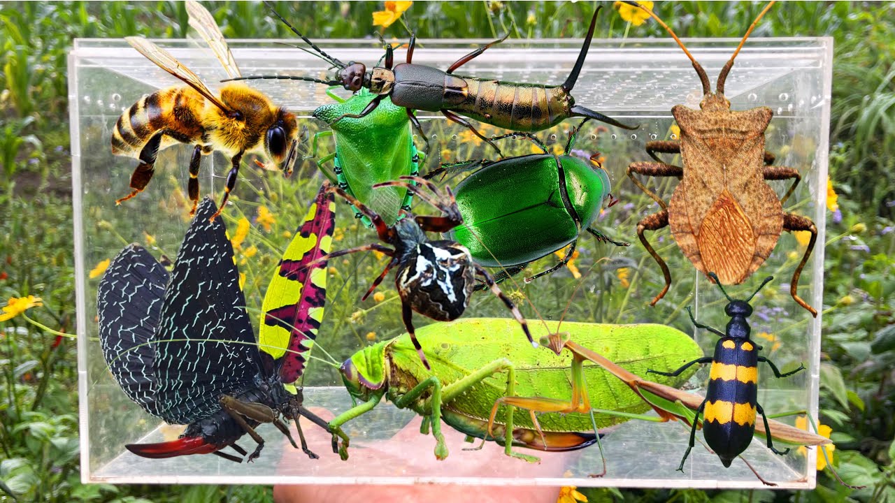 Catcing Insects Hunting Strange Insects, Catching Giant Katydid, Beetles, Earwigs ...