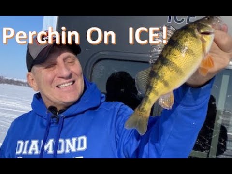 Tips for Catching Perch - Mike Frisch's Video Update - Explore Alexandria  Minnesota
