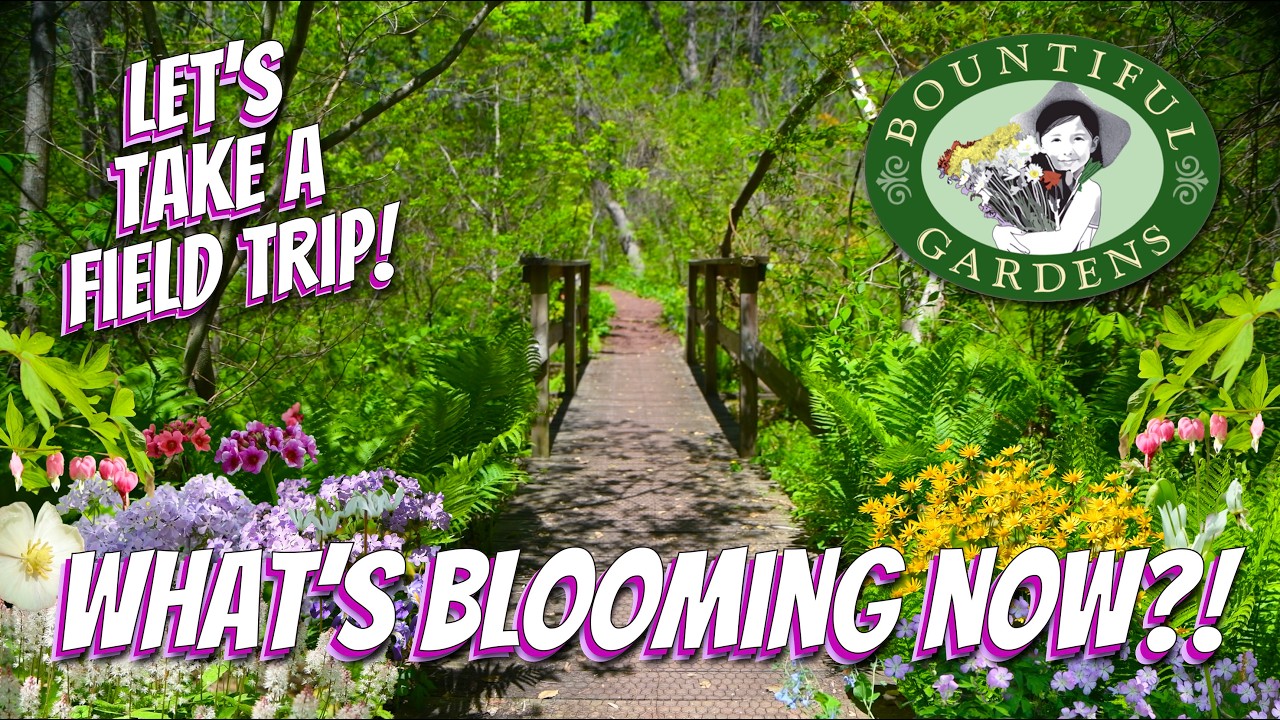 Illuminate the Shade! - What's Blooming Out in the Landscape?? FIELD TRIP!