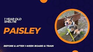 Paisley - 1 year old Sheltie | 1-Week Board and Train | Pittsburgh