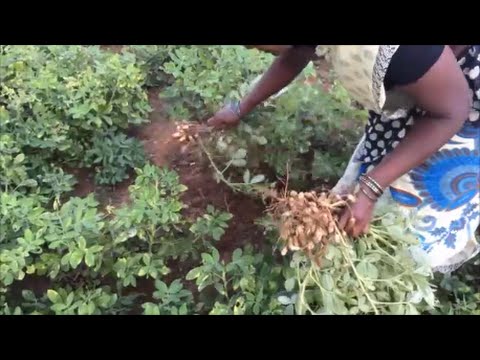 fresh-groundnut-masala-made-in-my-village---my-snack-food-in-my-village---fresh-indian-street-food