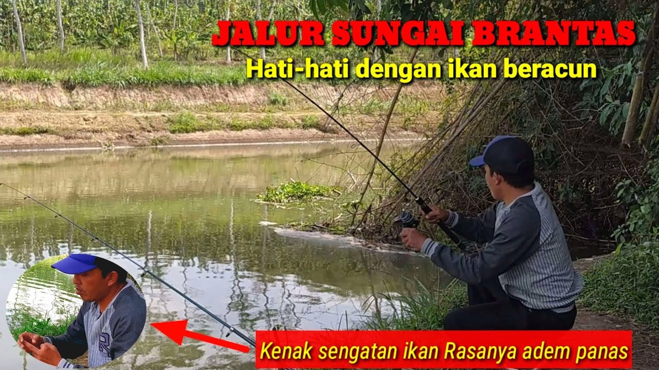 Strike Ikan beracun Mancing di Sungai Brantas