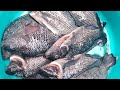 Cleaning gross Fish  clean and frying it to be eaten 🤤