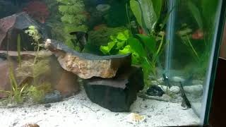 My best relaxing aquarium #acuarium #fish #underwater