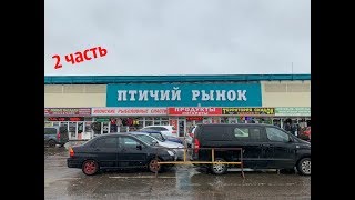 ПТИЧИЙ РЫНОК САДОВОД МОСКВА (МАРТ - АПРЕЛЬ 2019). РЫБКИ, РАСТЕНИЯ, ДЕКОРАЦИИ, КОРМА #2 ПТИЧИЙ РЫНОК САДОВОД МОСКВА (МАРТ - АПРЕЛЬ 2019). РЫБКИ, РАСТЕНИЯ, ДЕКОРАЦИИ, КОРМА #2