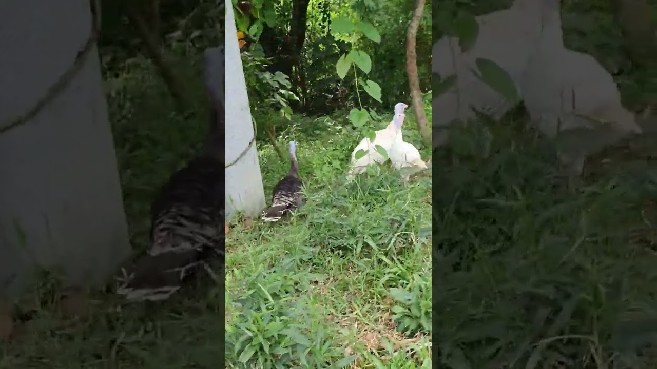 TURKEY ANIMAL turkey wildanimals The Best Fwendz YouTube