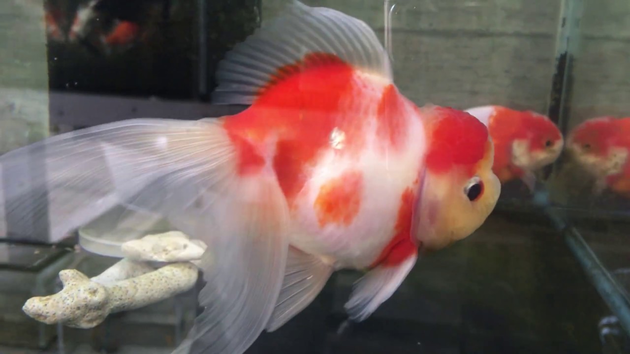 志村産 桜錦 桜東錦 YouTube