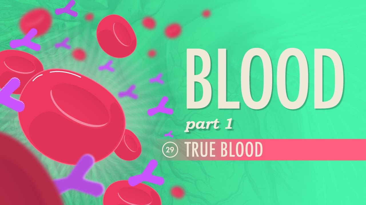 Blood, Part 1 - True Blood: Crash Course Anatomy & Physiology #29