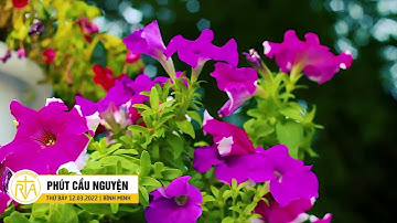 Phút Cầu Nguyện, Thứ Bảy 12/03/2022: Tu Hội Đời