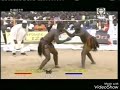 Lawali dan tambay da oumarou bindigaw quart de finale de la lutte traditionnelle zinder 2018